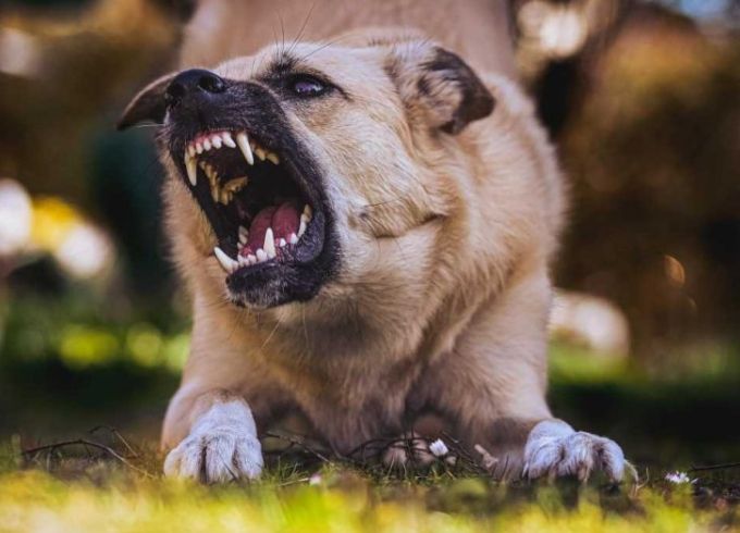 狗狗吠叫解決方法