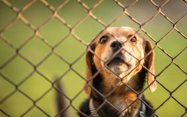 狗狗分離焦慮 狗狗分離焦慮