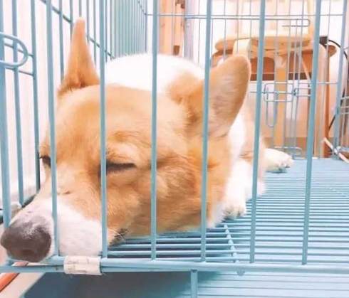 狗狗分離焦慮 狗狗分離焦慮