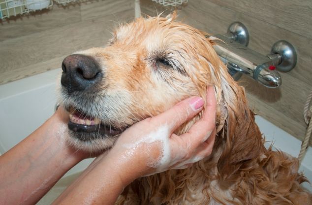 狗洗頭注意事項