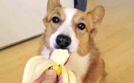 狗吃香蕉好處