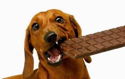 巧克力對狗的毒性 巧克力對狗的毒性