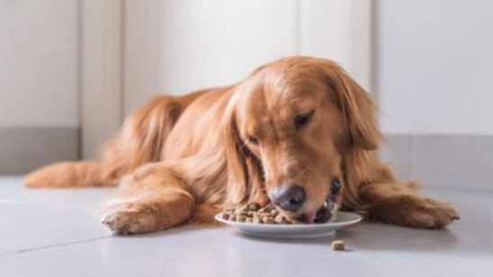 寵物食慾下降處理