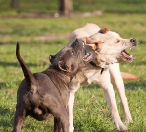 被狗咬破傷風時間 被狗咬破傷風時間