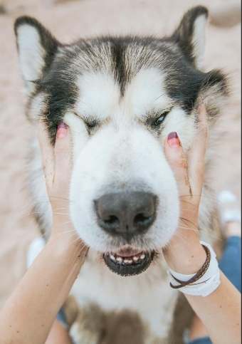 停止狗叫技巧 停止狗叫技巧