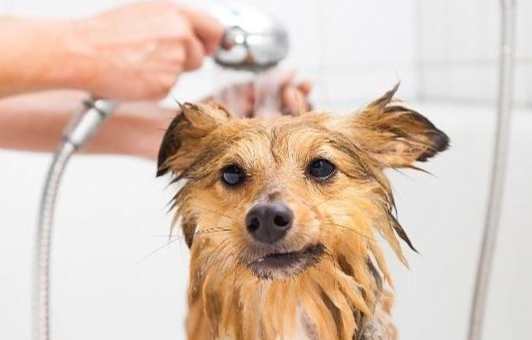 狗狗感冒洗澡 狗狗感冒洗澡