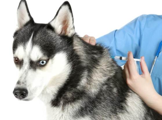 五合一疫苗副作用 五合一疫苗副作用