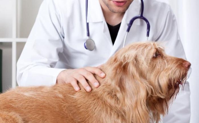 狗腦瘤治療方法