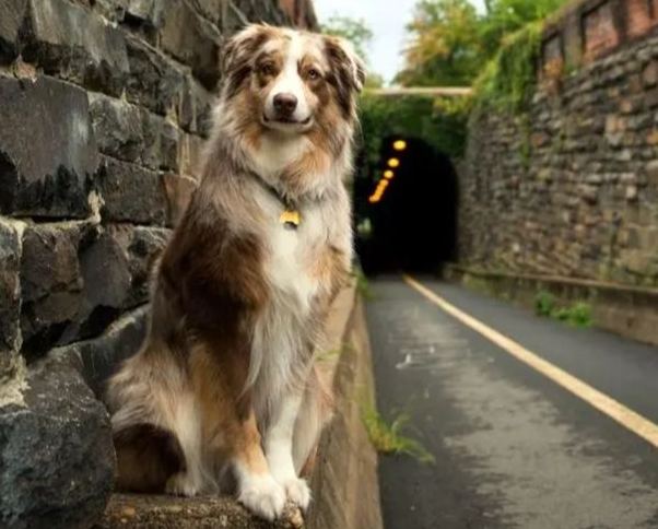 狗狗吠叫原因 狗狗吠叫原因