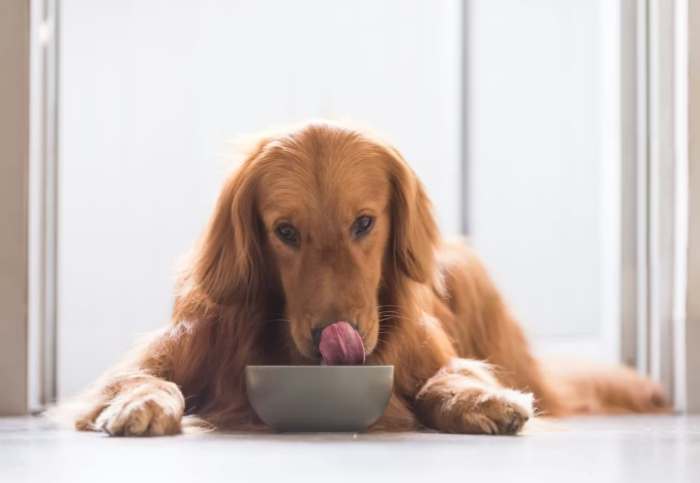 狗可以吃的豆腐類型 狗可以吃的豆腐類型