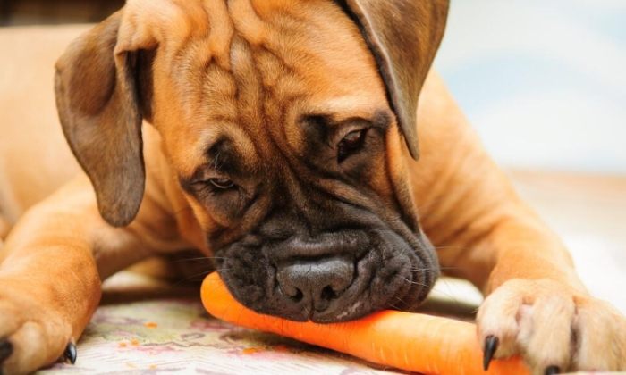 高麗菜對狗狗好處 高麗菜對狗狗好處