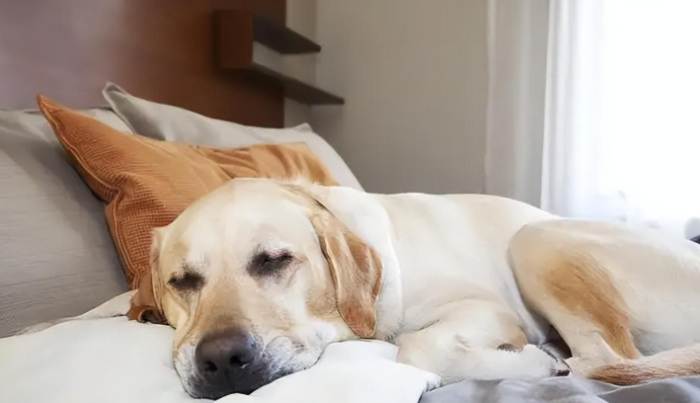 老年狗精神不振