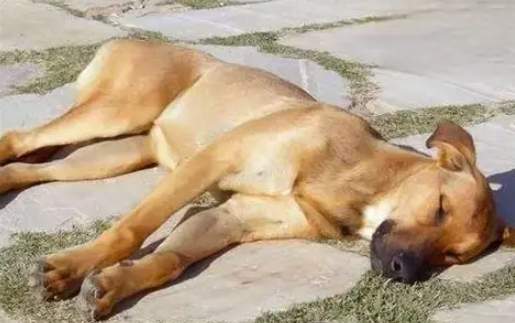 狗狗呼吸急促原因