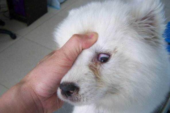 寵物眼睛健康 寵物眼睛健康