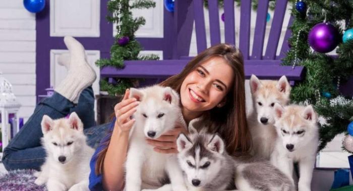 陌生人吠叫解決 陌生人吠叫解決