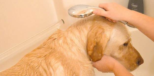 狗洗頭注意事項