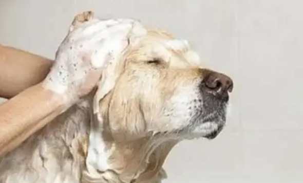 狗狗感冒洗澡 狗狗感冒洗澡