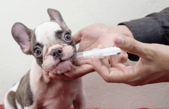 狗五合一接種時間