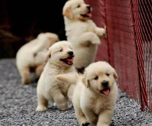 幼犬不睡覺原因