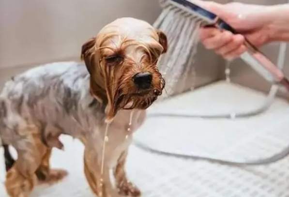 感冒狗狗洗澡風險 感冒狗狗洗澡風險