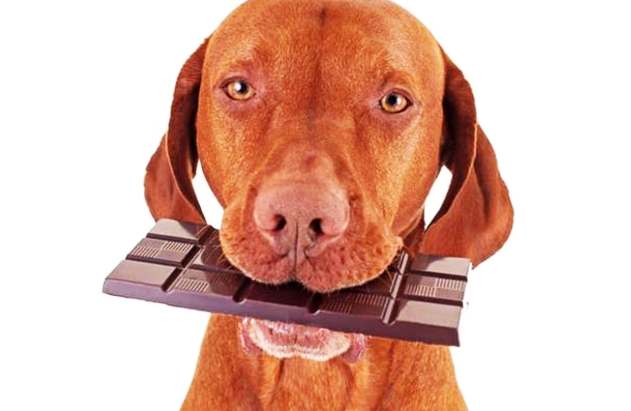 狗狗巧克力中毒 狗狗巧克力中毒