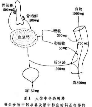 寵物鮮食鈣磷比例 寵物鮮食鈣磷比例