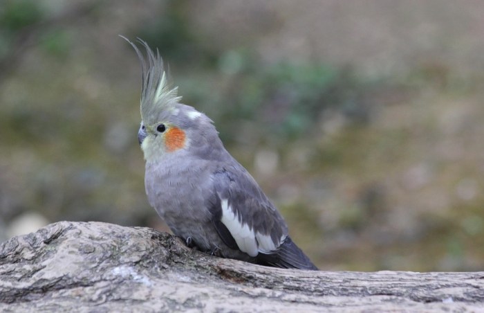 玄鳳鸚鵡個性全解析：溫馴、聰明還是調皮？飼主必讀深度指南