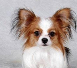 小型犬健康护理 小型犬健康护理