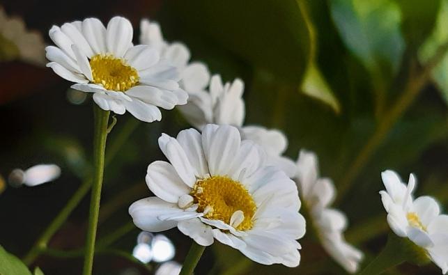 白色花卉花語 白色花卉花語