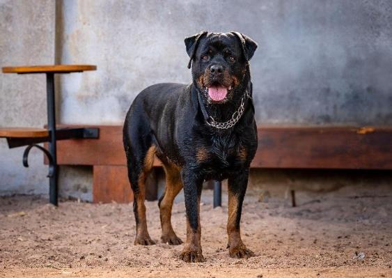 羅威納犬飼養 羅威納犬飼養