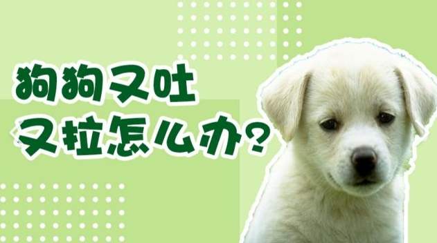 狗嘔吐黃色液體 狗嘔吐黃色液體