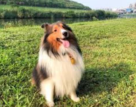 喜樂蒂購買建議 喜樂蒂購買建議