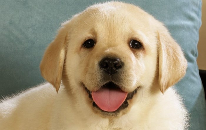 癲癇後狗狗失智照顧 癲癇後狗狗失智照顧