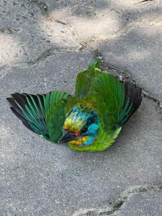 鳥類救援方法 鳥類救援方法