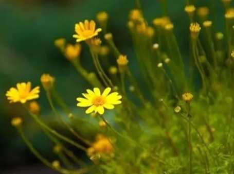 小雛菊花語含義