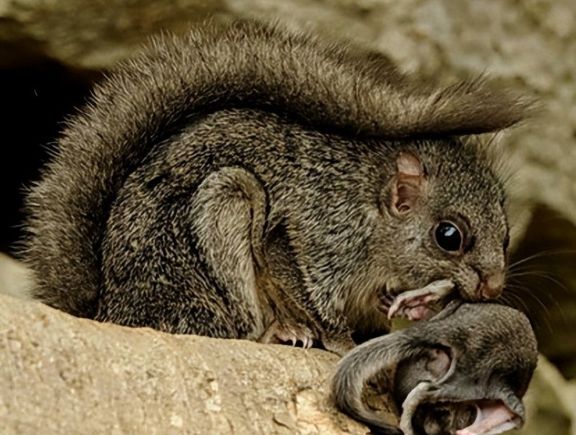 鼯鼠飲食 鼯鼠飲食