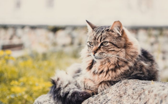 貓腎衰竭二期 貓腎衰竭二期