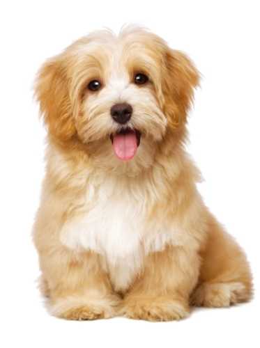 狗狗認知功能障礙 狗狗認知功能障礙