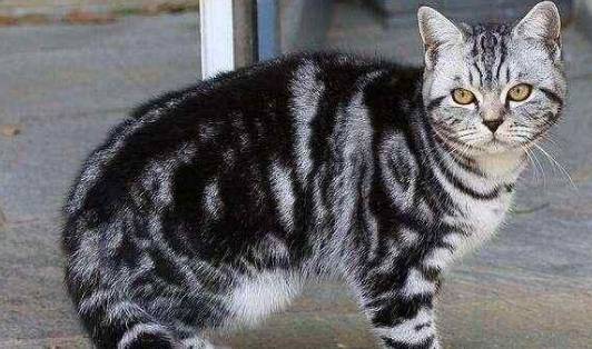 虎斑貓種類