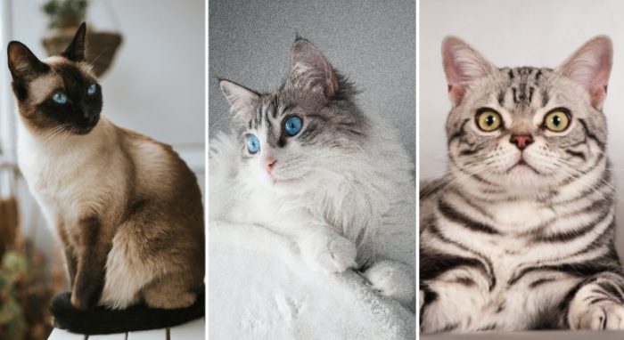 貓疥癬蟲症狀 貓疥癬蟲症狀