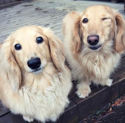 臘腸狗智力 臘腸狗智力