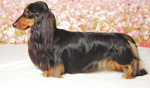 長毛臘腸狗聰明嗎 長毛臘腸狗聰明嗎