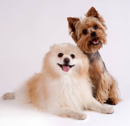 老年犬呼吸异常