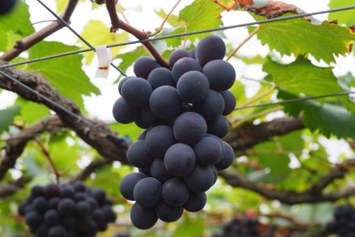 卓蘭特產水果 卓蘭特產水果