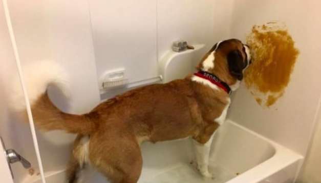 狗嘔吐物健康風險 狗嘔吐物健康風險