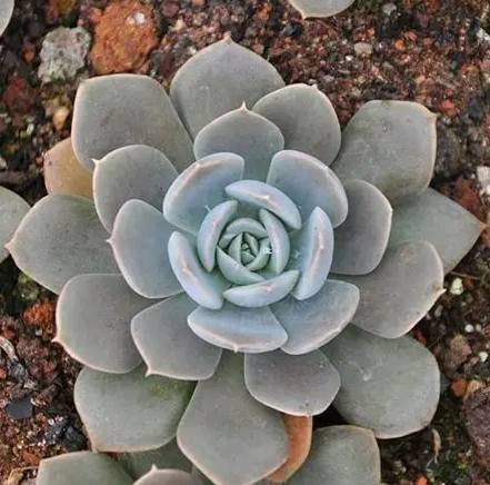 多肉植物澆水方法