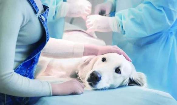 狗狗膽汁治療 狗狗膽汁治療