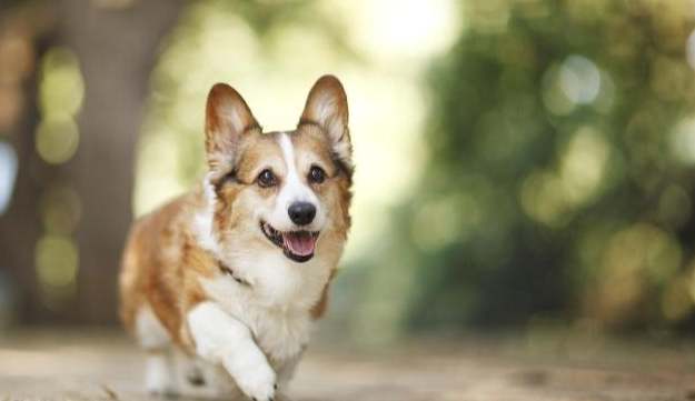 威尔士柯基犬性格