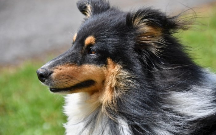 狗稀飯製作 狗稀飯製作