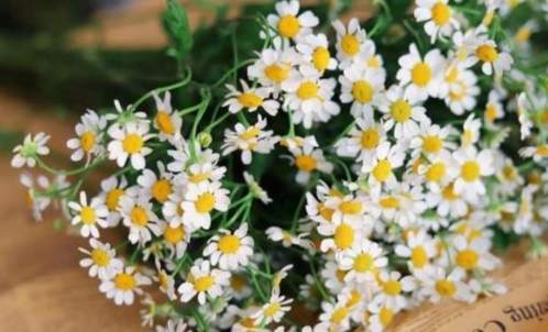 藍色小雛菊種植